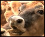 Cows